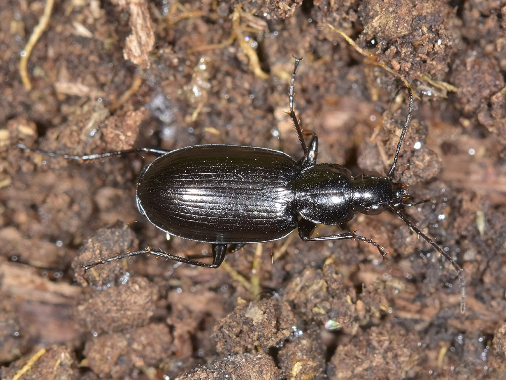 Agonum (Europhilus) thoreyi